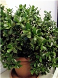 Crassula ovata